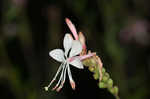 gaura